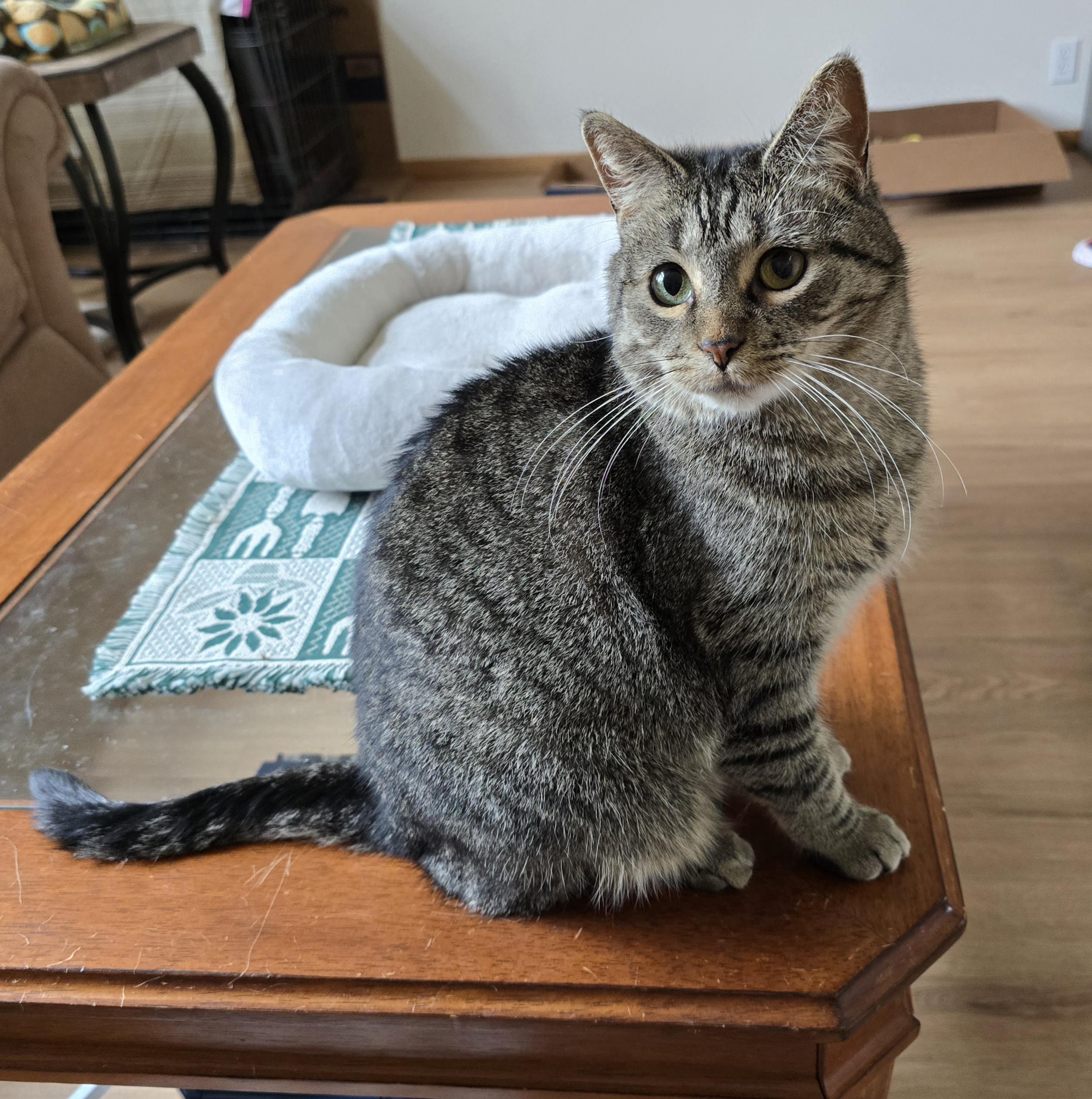 Enlarge Holly, a Adoptable Domestic Short Hair in Fargo, ND image 1/5