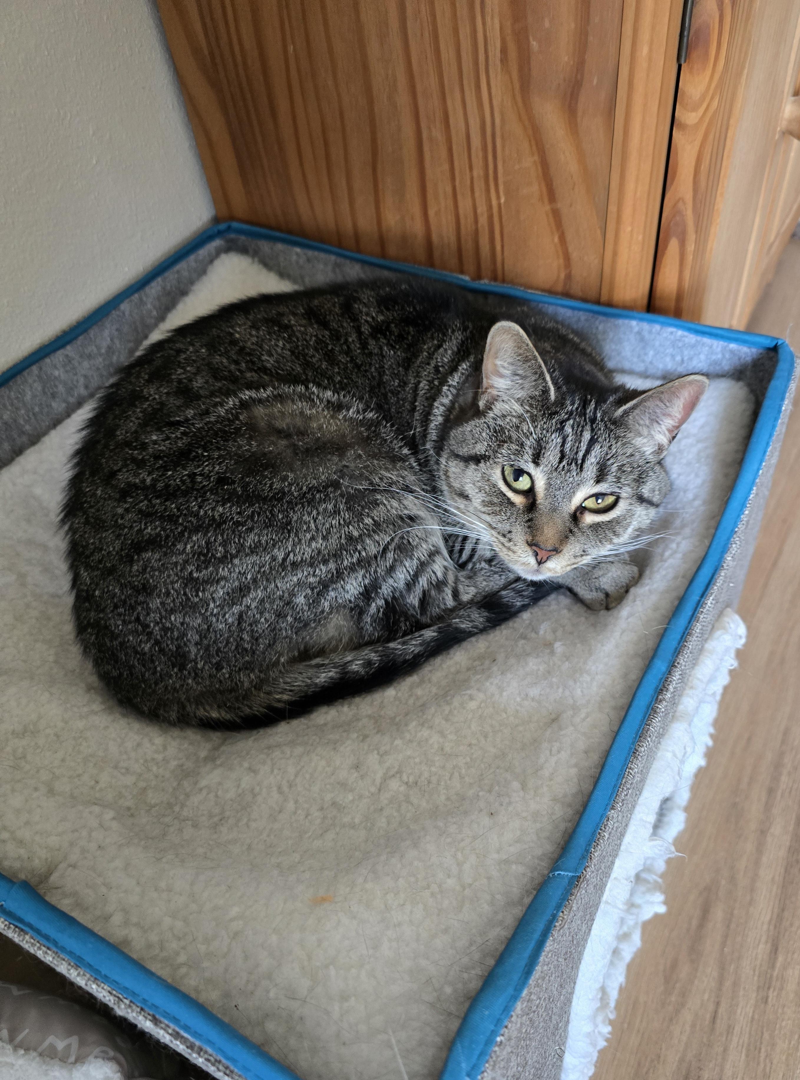 Enlarge Holly, a Adoptable Domestic Short Hair in Fargo, ND image 3/5