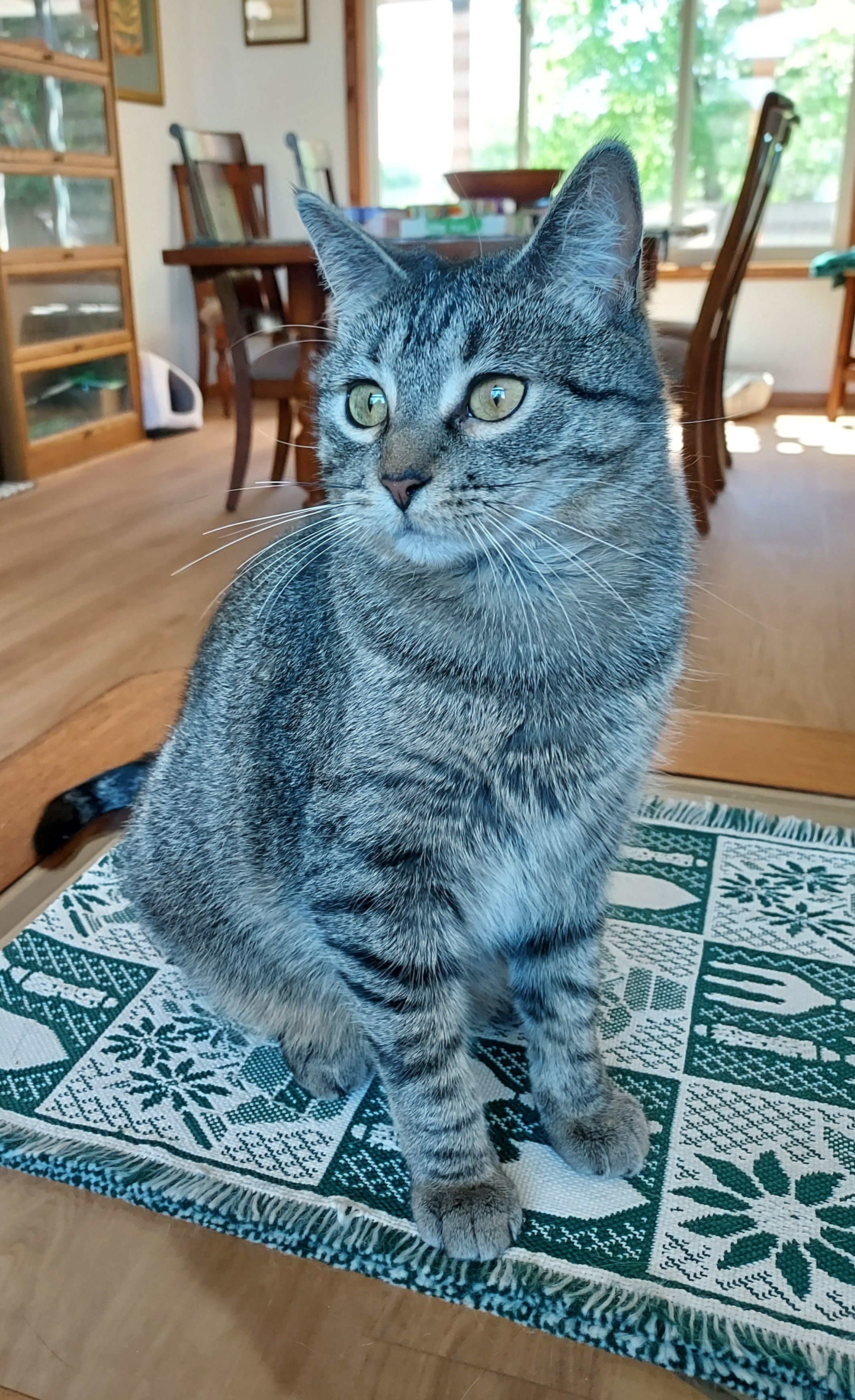 Enlarge Holly, a Adoptable Domestic Short Hair in Fargo, ND image 4/4