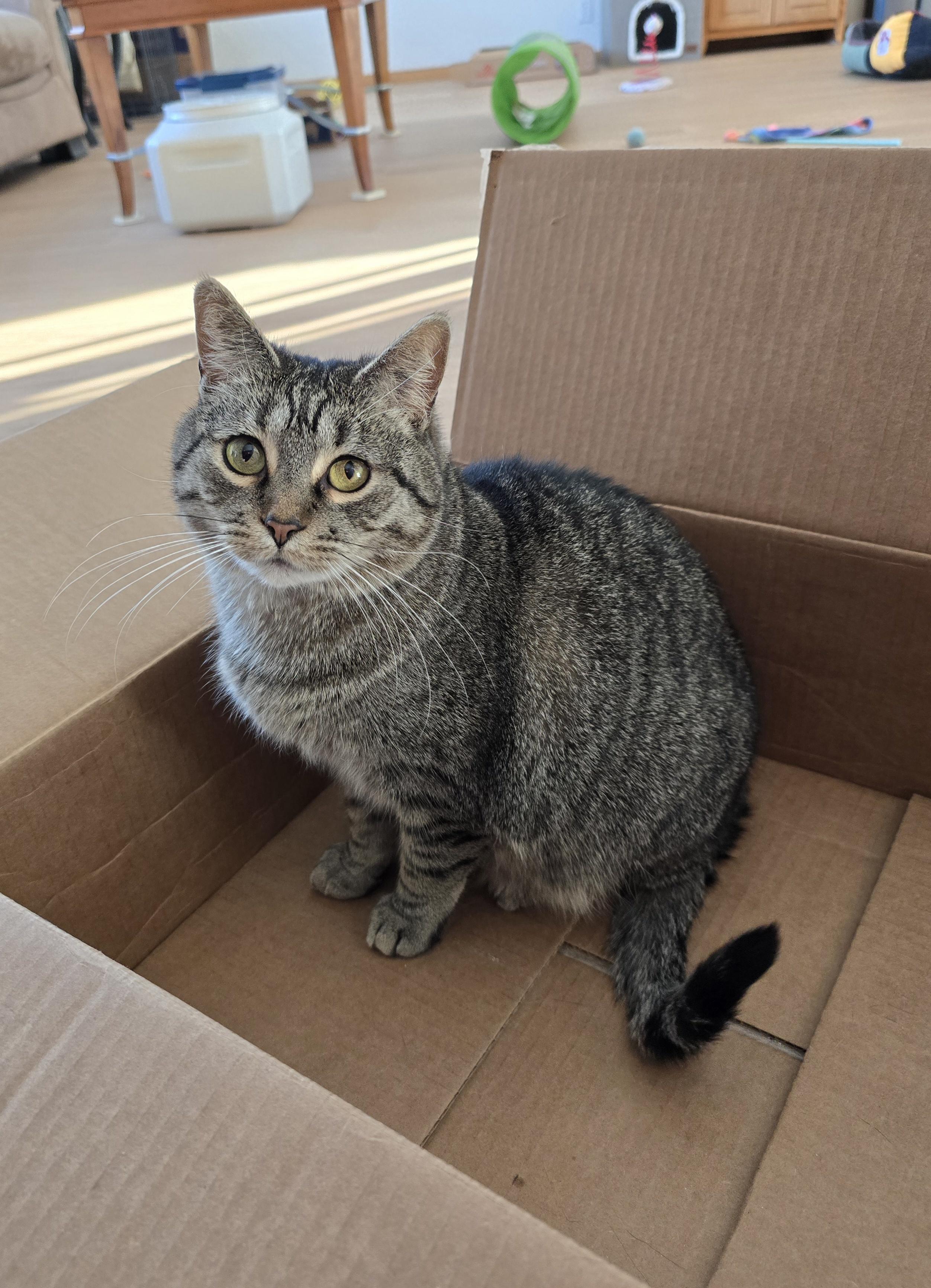 Holly, Adoptable, Adult Female Domestic Short Hair.