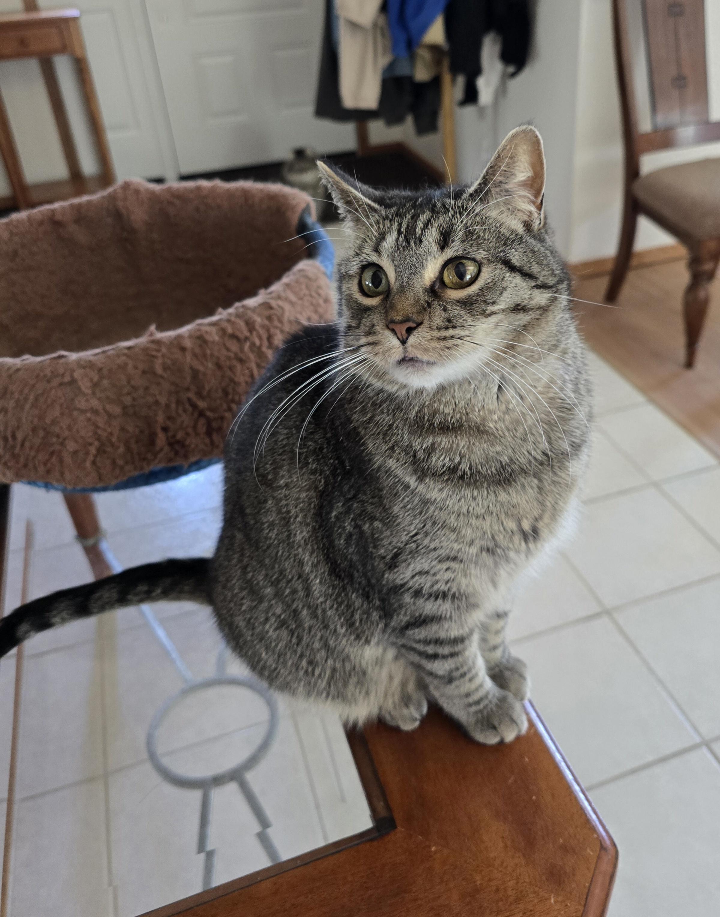 Enlarge Holly, a Adoptable Domestic Short Hair in Fargo, ND image 3/5