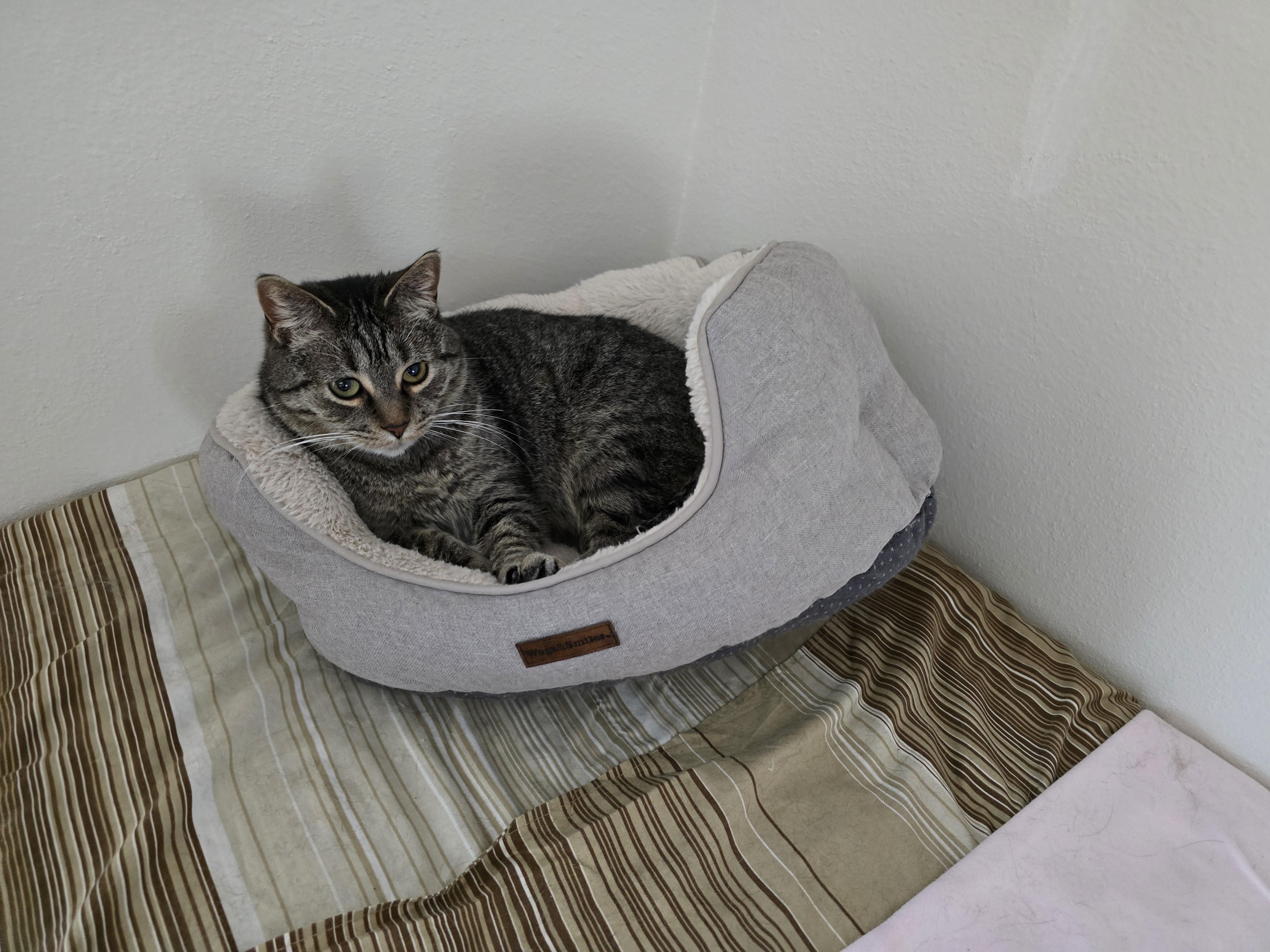 Enlarge Holly, a Adoptable Domestic Short Hair in Fargo, ND image 4/5
