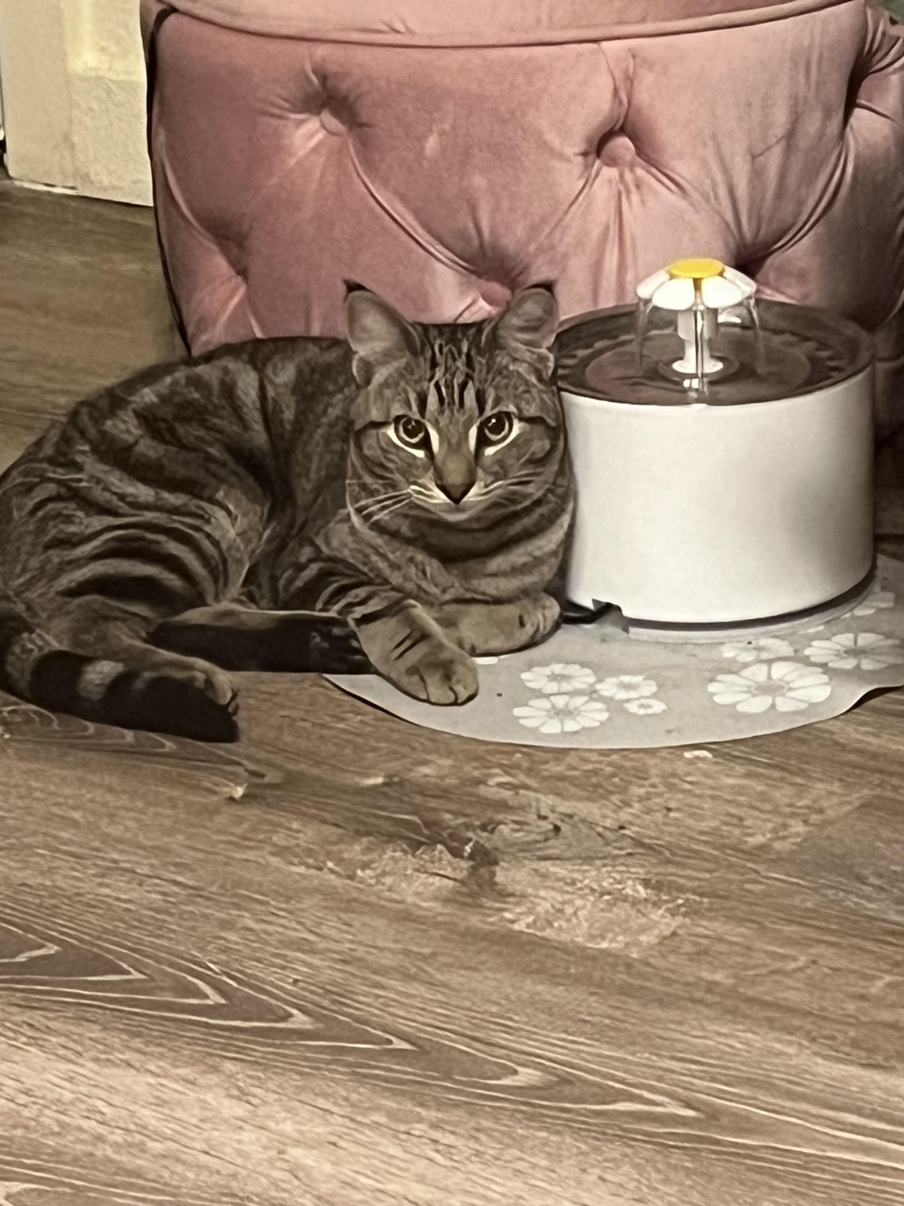 herbert, Adoptable, Young Male Tabby.