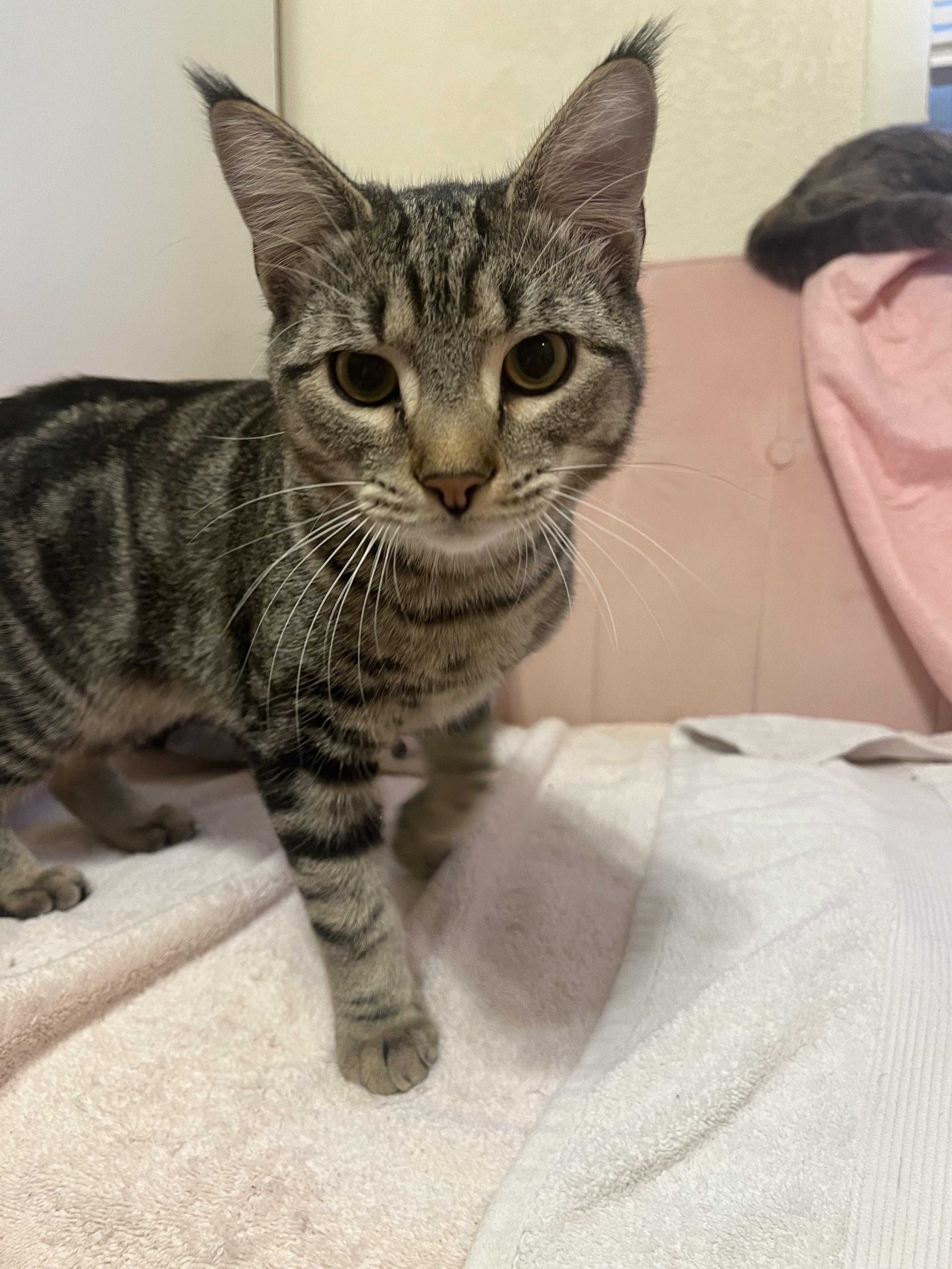 herbert, a Adoptable Tabby in Buffalo, NY image 3/3