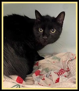 TSHIRT, Adoptable, Adult Male Domestic Medium Hair.