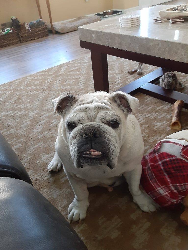 Enlarge BonBon, a Adopted English Bulldog in Winter Park, FL image 1/6