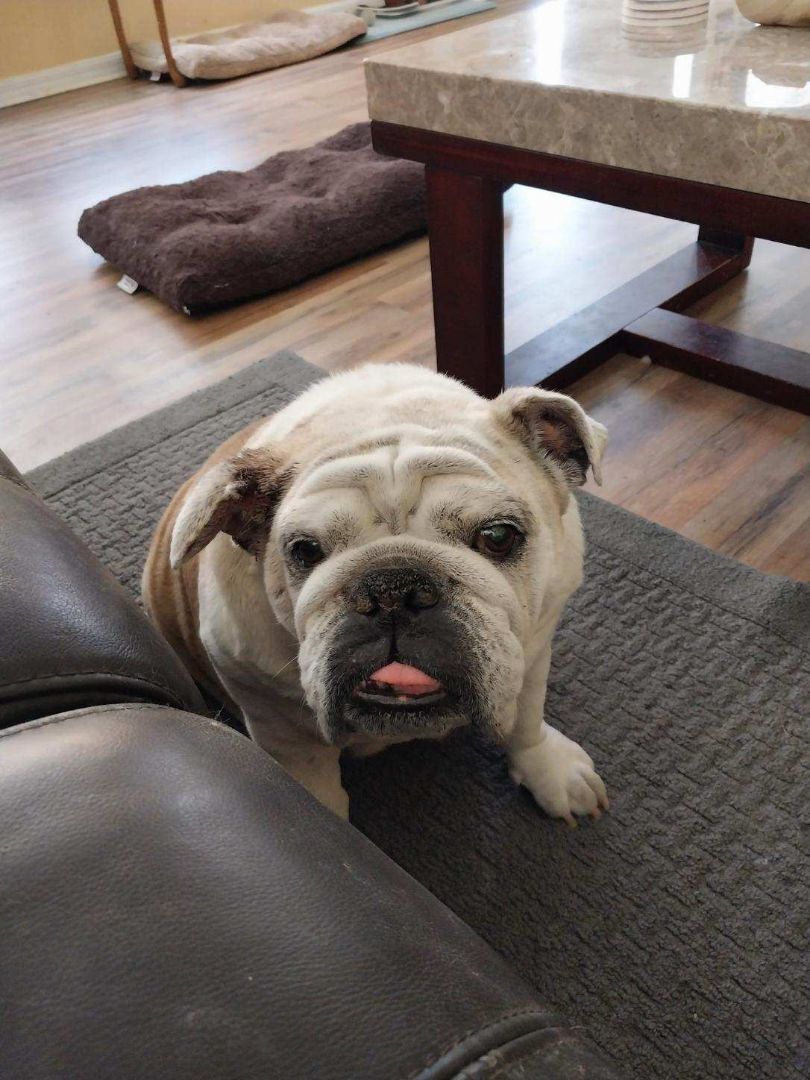 Enlarge BonBon, a Adopted English Bulldog in Winter Park, FL image 2/6
