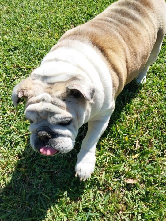 Enlarge BonBon, a Adopted English Bulldog in Winter Park, FL image 3/6