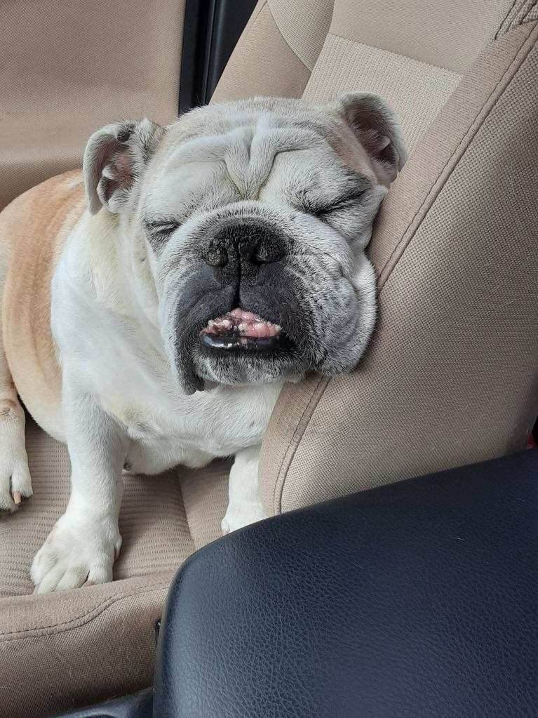 Enlarge BonBon, a Adopted English Bulldog in Winter Park, FL image 4/6