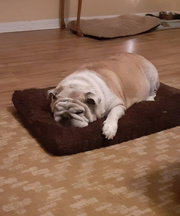 Enlarge BonBon, a Adopted English Bulldog in Winter Park, FL image 5/6