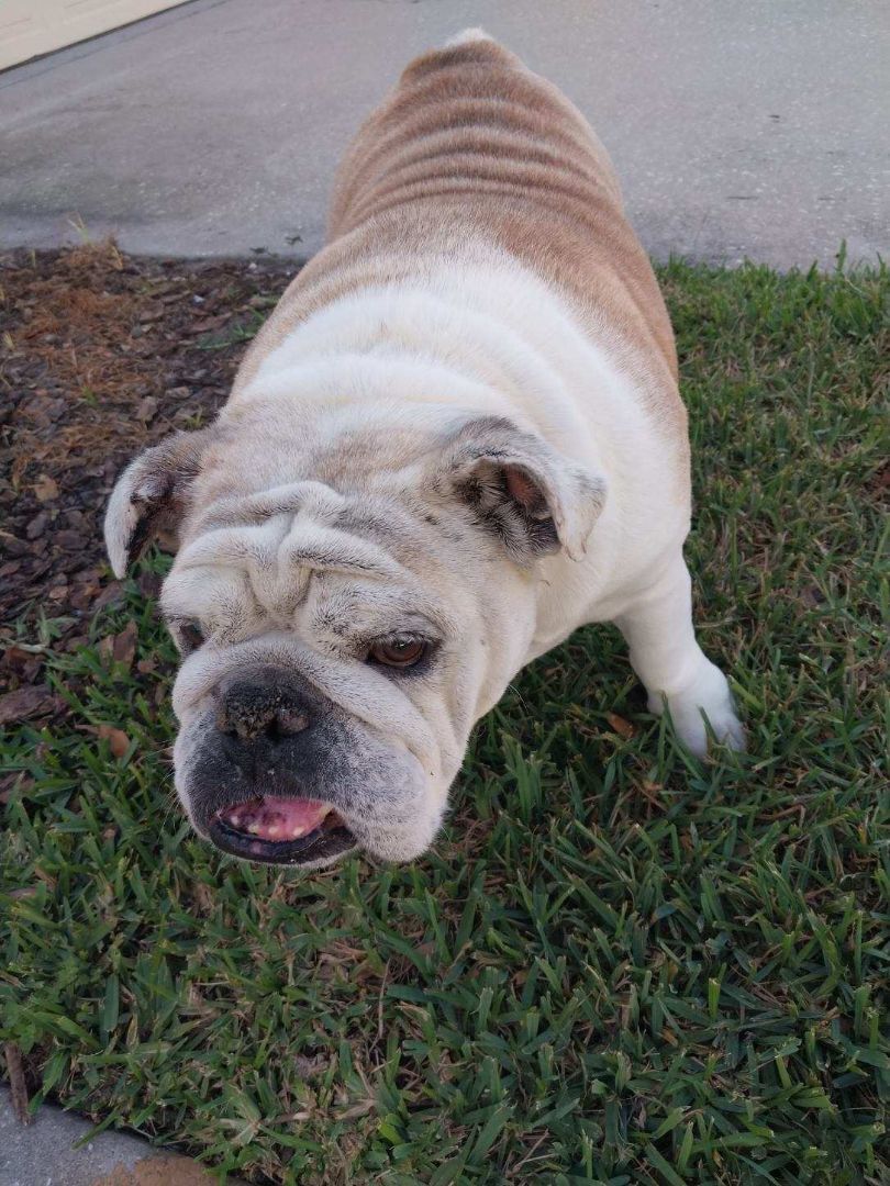 Enlarge BonBon, a Adopted English Bulldog in Winter Park, FL image 6/6