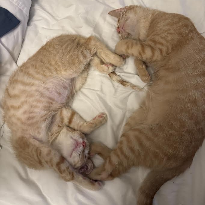 Anya & Kaya — thumbnail 3