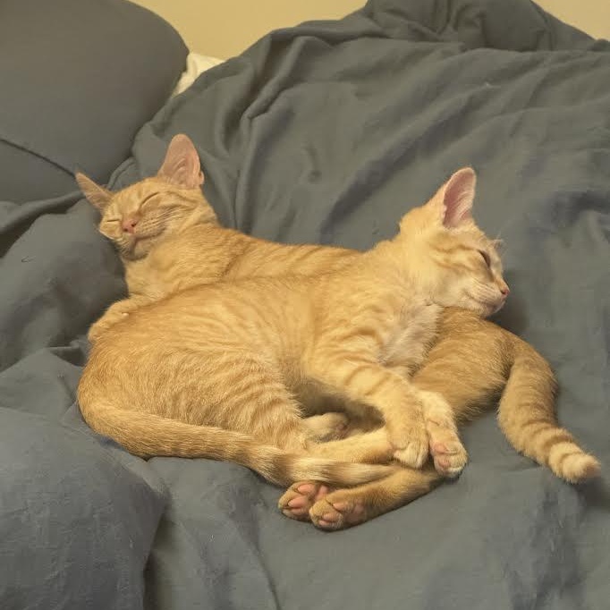 Anya & Kaya — thumbnail 4