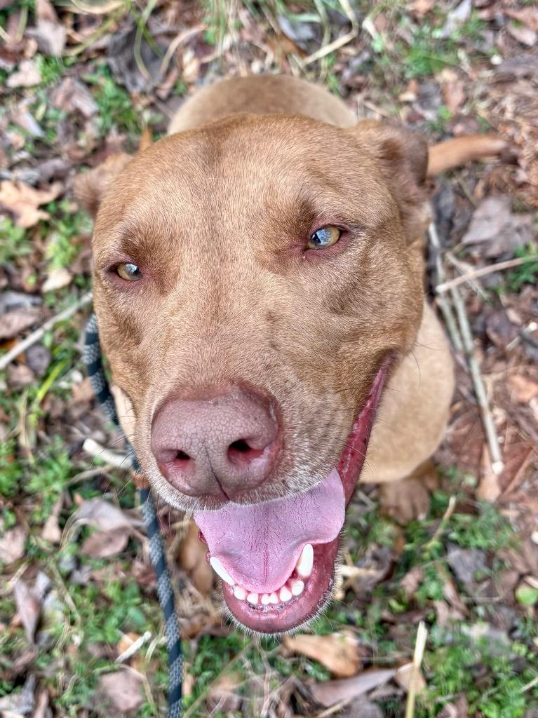 Enlarge Charlie, a Adoptable mixed breed in Forsyth, GA image 2/6