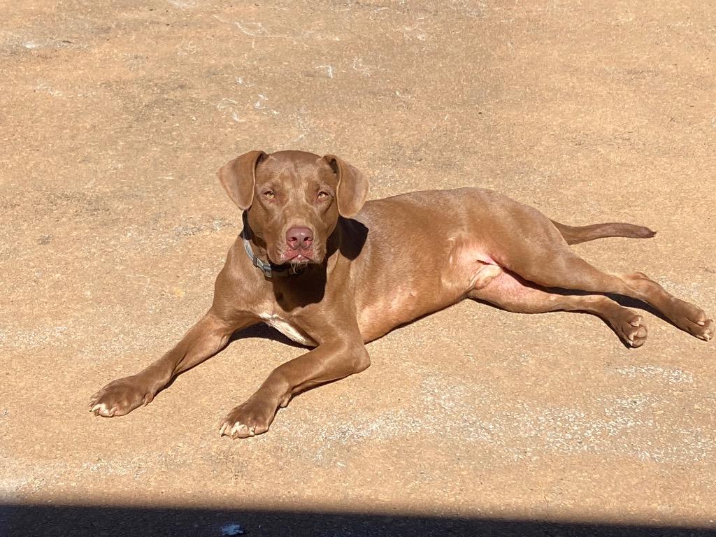 Enlarge Charlie, a Adoptable mixed breed in Forsyth, GA image 5/6