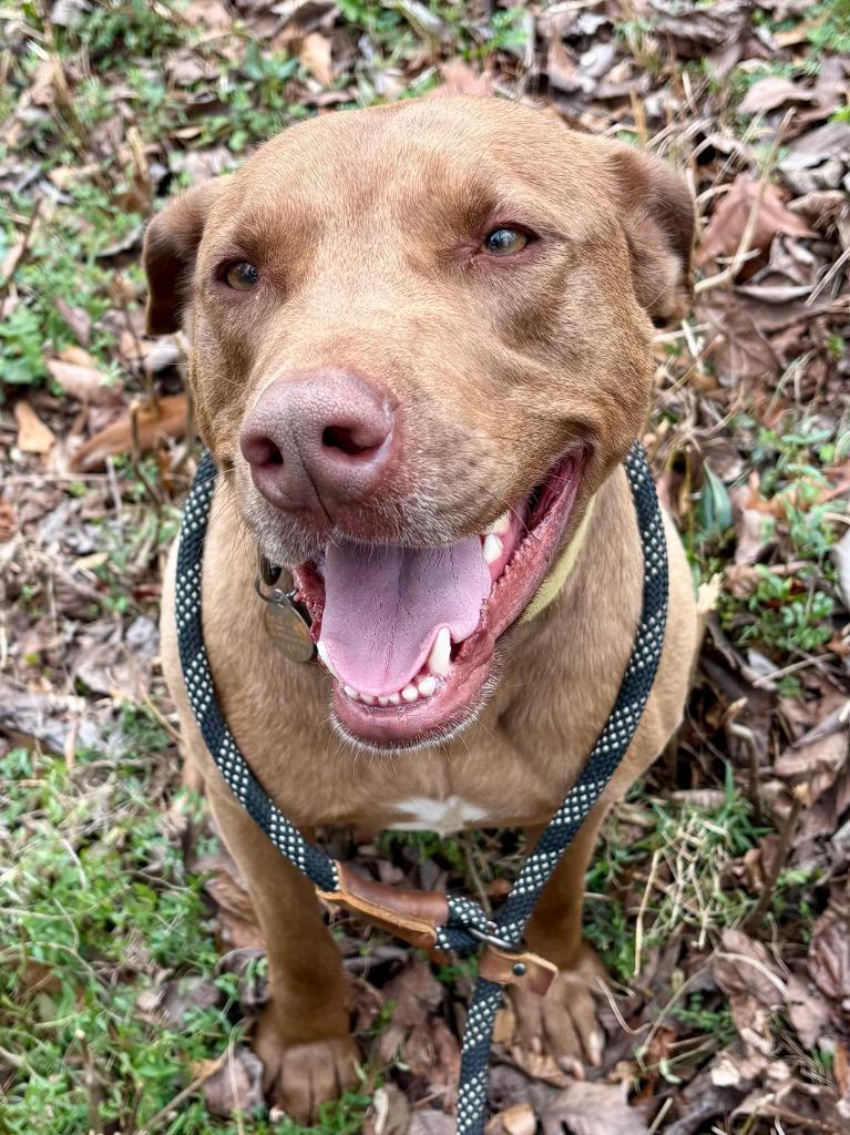 Enlarge Charlie, a Adoptable mixed breed in Forsyth, GA image 6/6