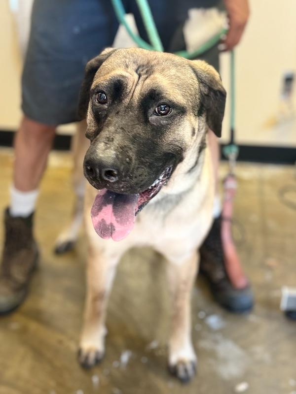 Enlarge Loraine 25D-187, a Adoptable mixed breed in Corinth, MS image 2/4