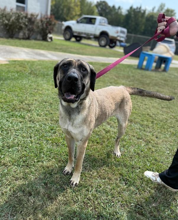 Enlarge Loraine 25D-187, a Adoptable mixed breed in Corinth, MS image 3/6