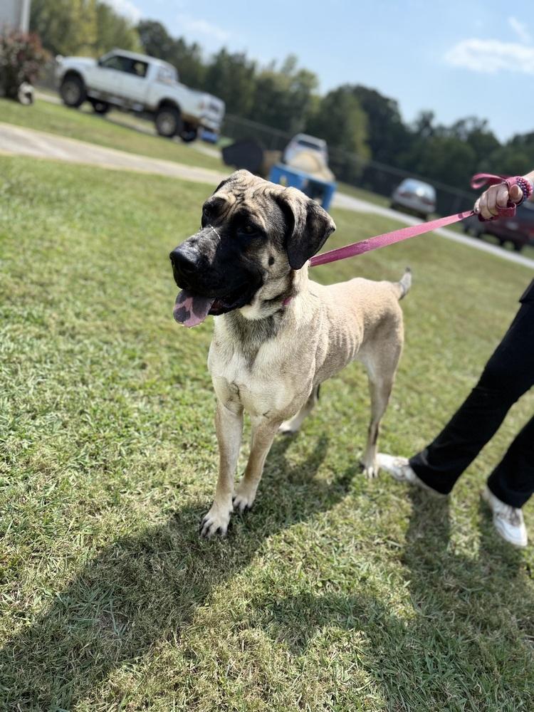 Enlarge Loraine 25D-187, a Adoptable mixed breed in Corinth, MS image 3/4
