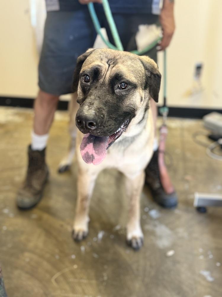 Enlarge Loraine 25D-187, a Adoptable mixed breed in Corinth, MS image 4/4