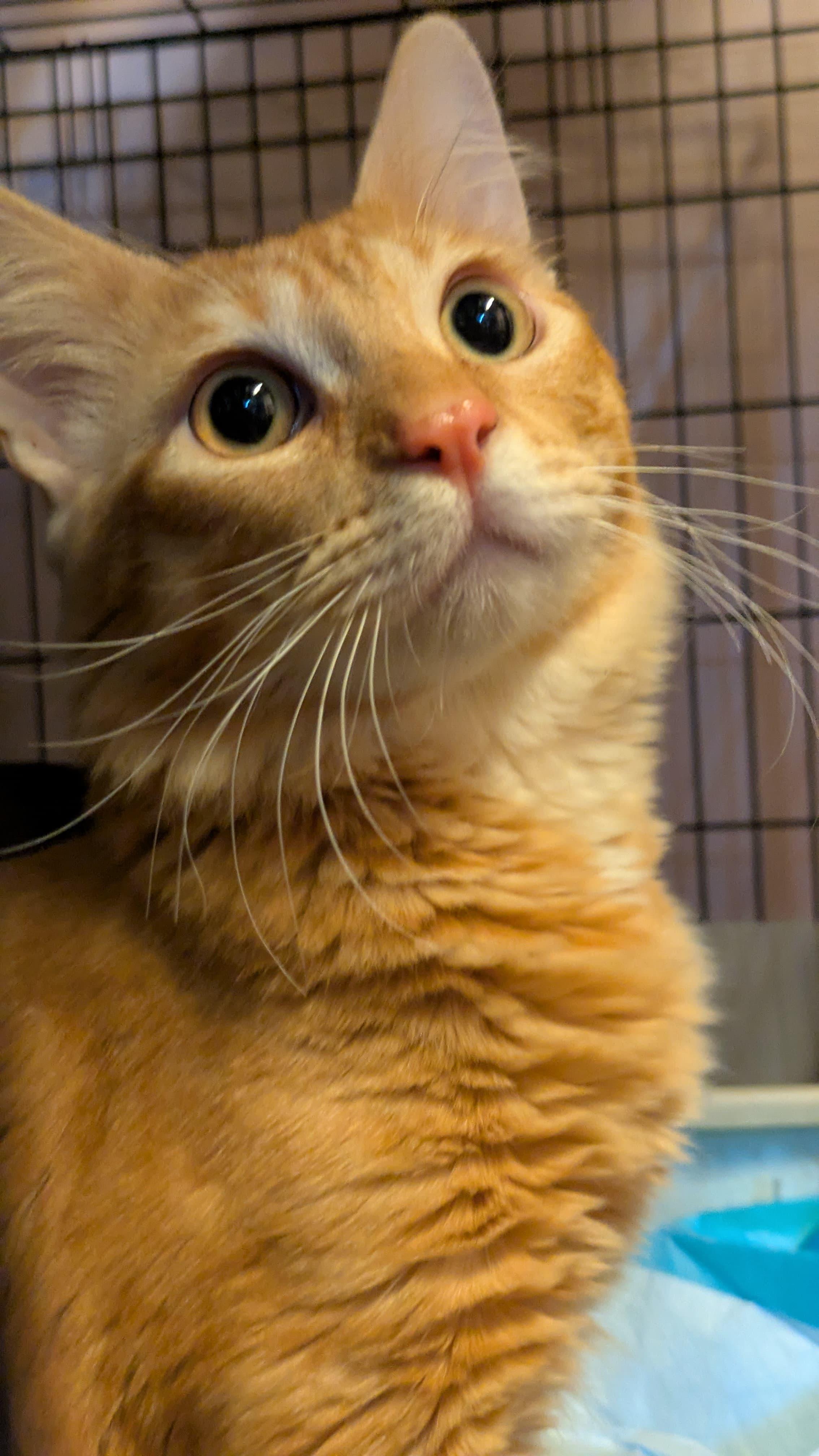 Enlarge Orange Julius, a Adoptable Domestic Medium Hair in New York, NY image 1/5