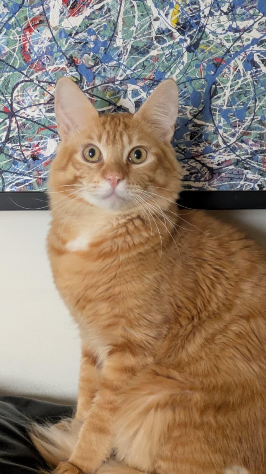 Enlarge Orange Julius, a Adoptable Domestic Medium Hair in New York, NY image 4/5