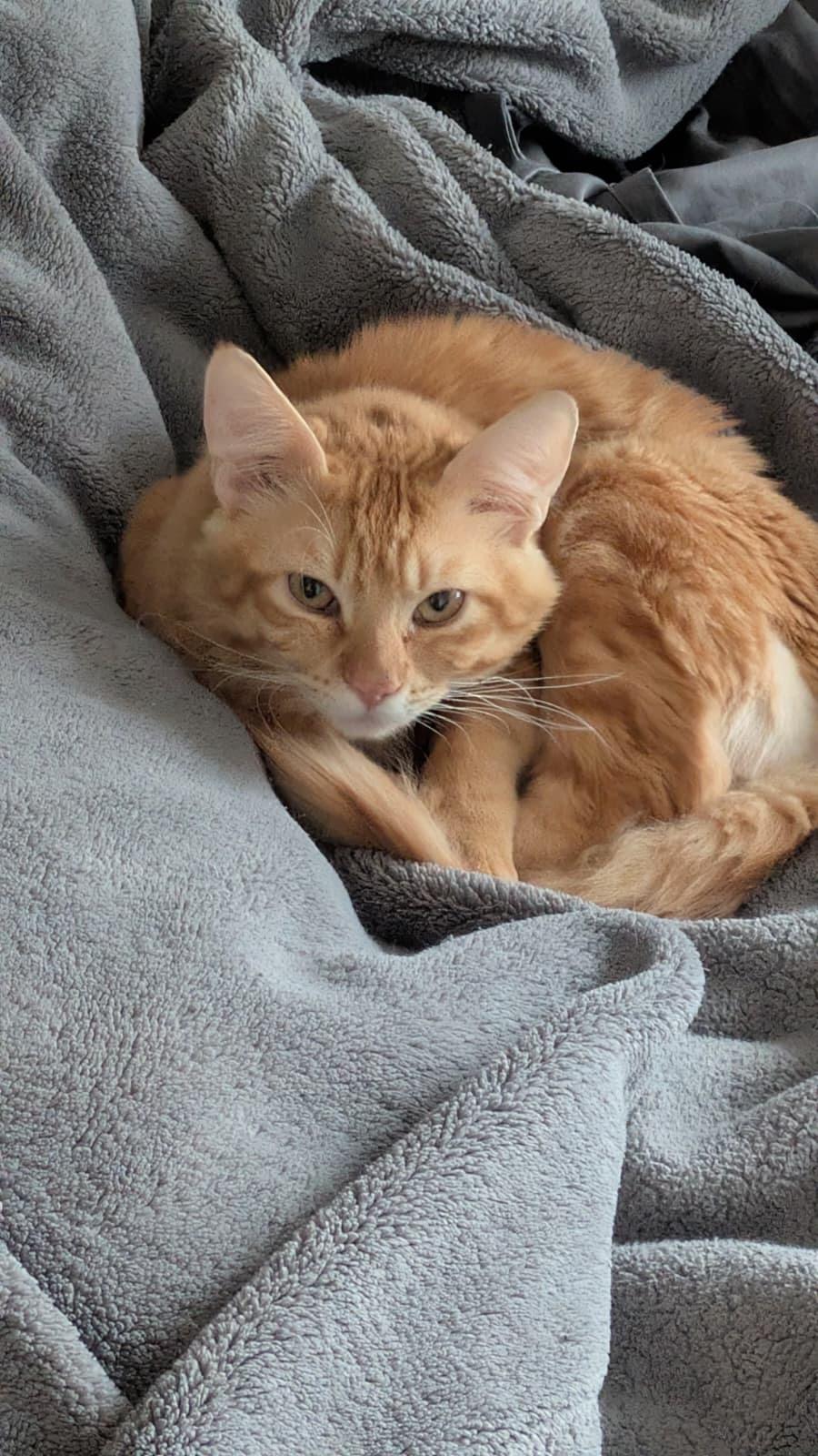 Enlarge Orange Julius, a Adoptable Domestic Medium Hair in New York, NY image 2/5