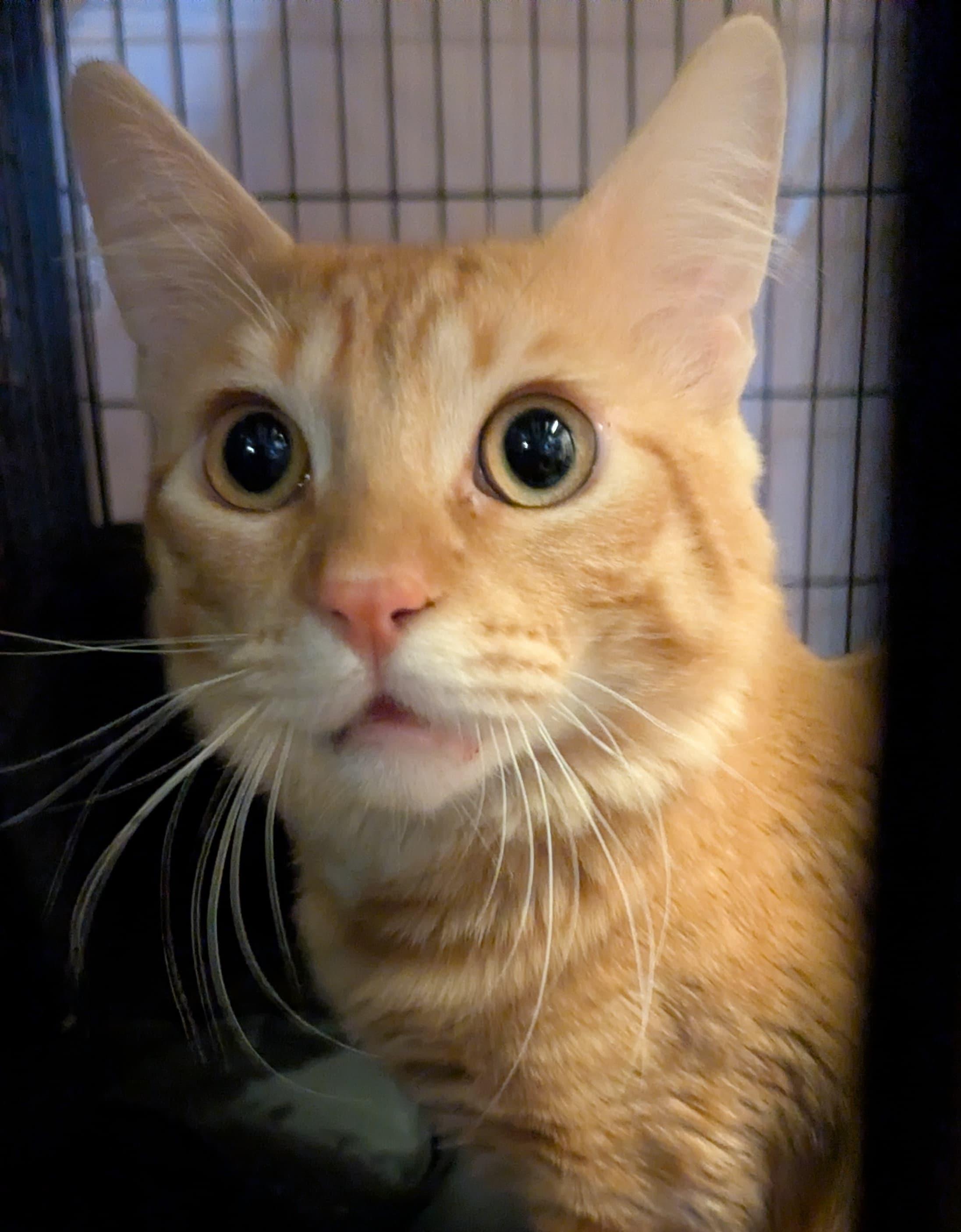 Enlarge Orange Julius, a Adoptable Domestic Medium Hair in New York, NY image 3/5