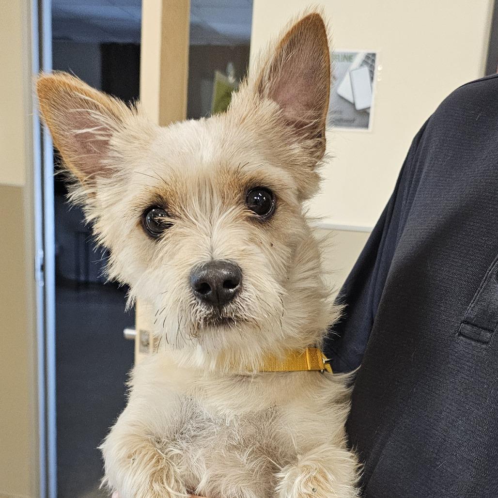 Donut, Adoptable, Adult Male Terrier.
