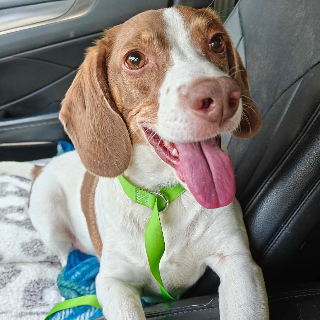 Petey, Adoptable, Senior Male Beagle.