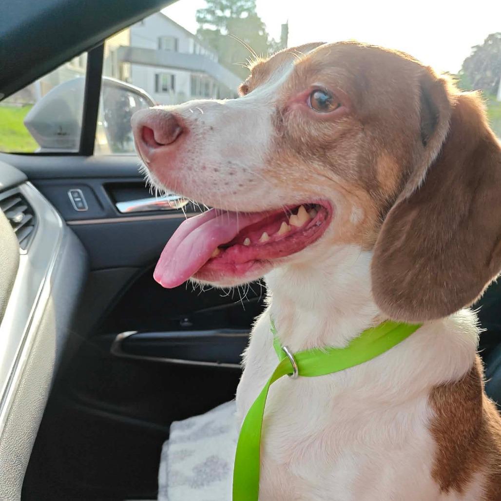 Enlarge Petey, a Adoptable Beagle in Worcester, MA image 2/6