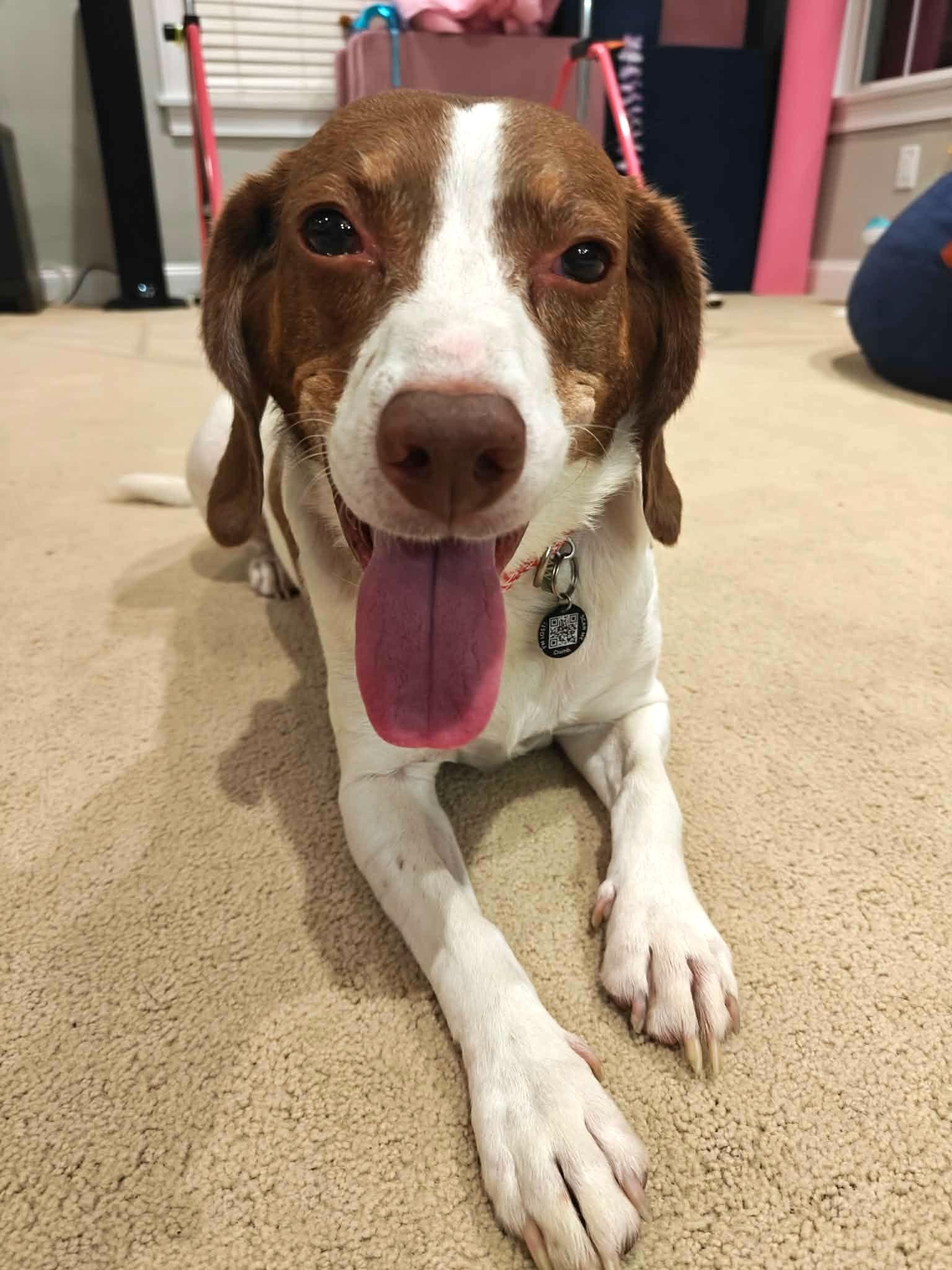 Enlarge Petey, a Adoptable Beagle in Worcester, MA image 5/6