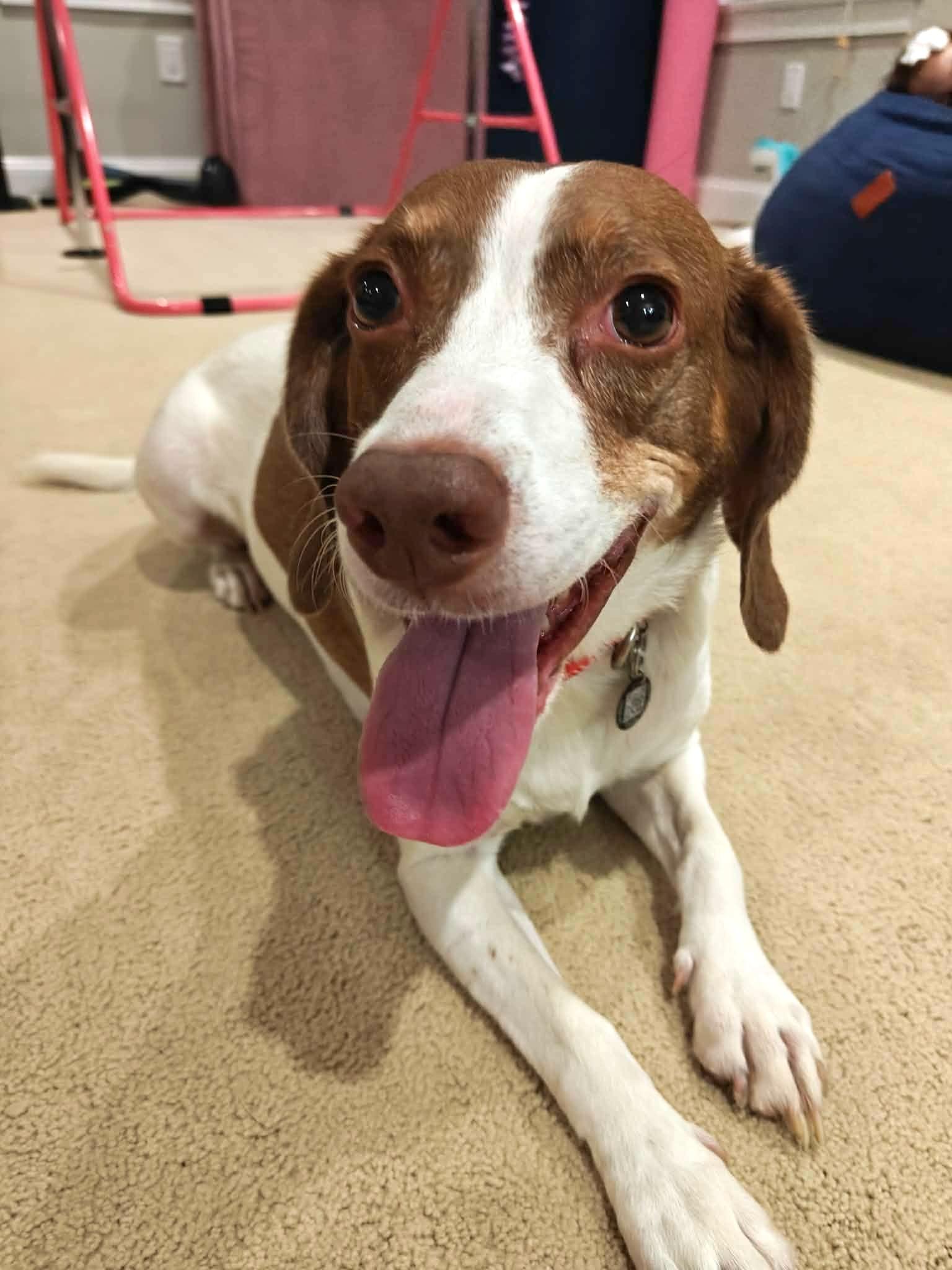 Enlarge Petey, a Adoptable Beagle in Worcester, MA image 4/6