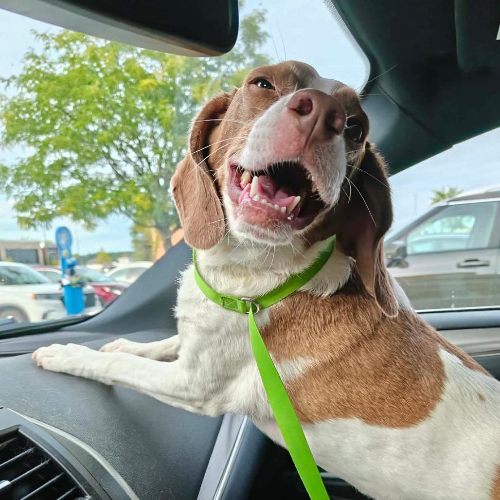Enlarge Petey, a Adoptable Beagle in Worcester, MA image 3/6
