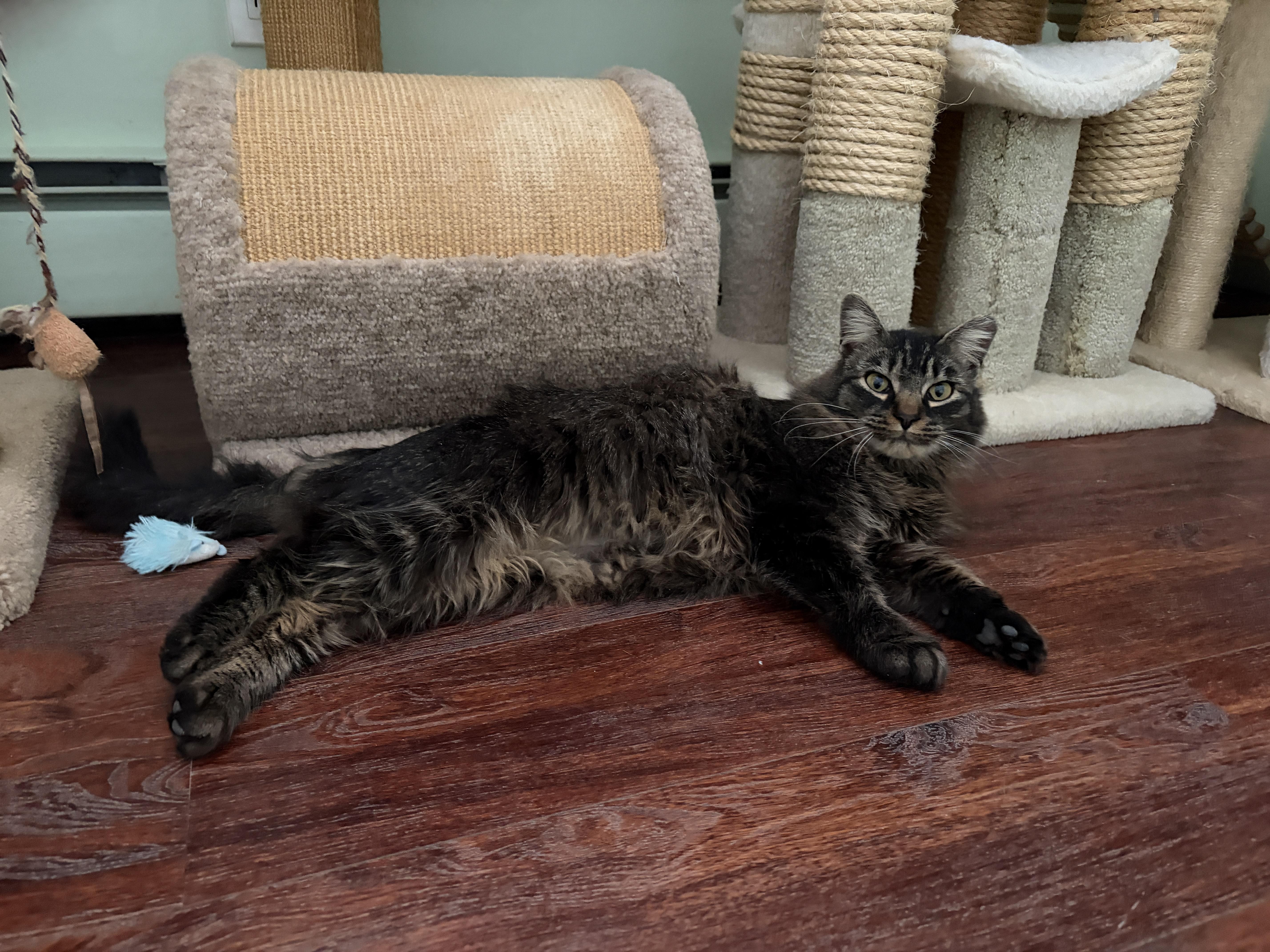 Enlarge BENNY, an adopted mixed breed in Churchville, PA image 1/4