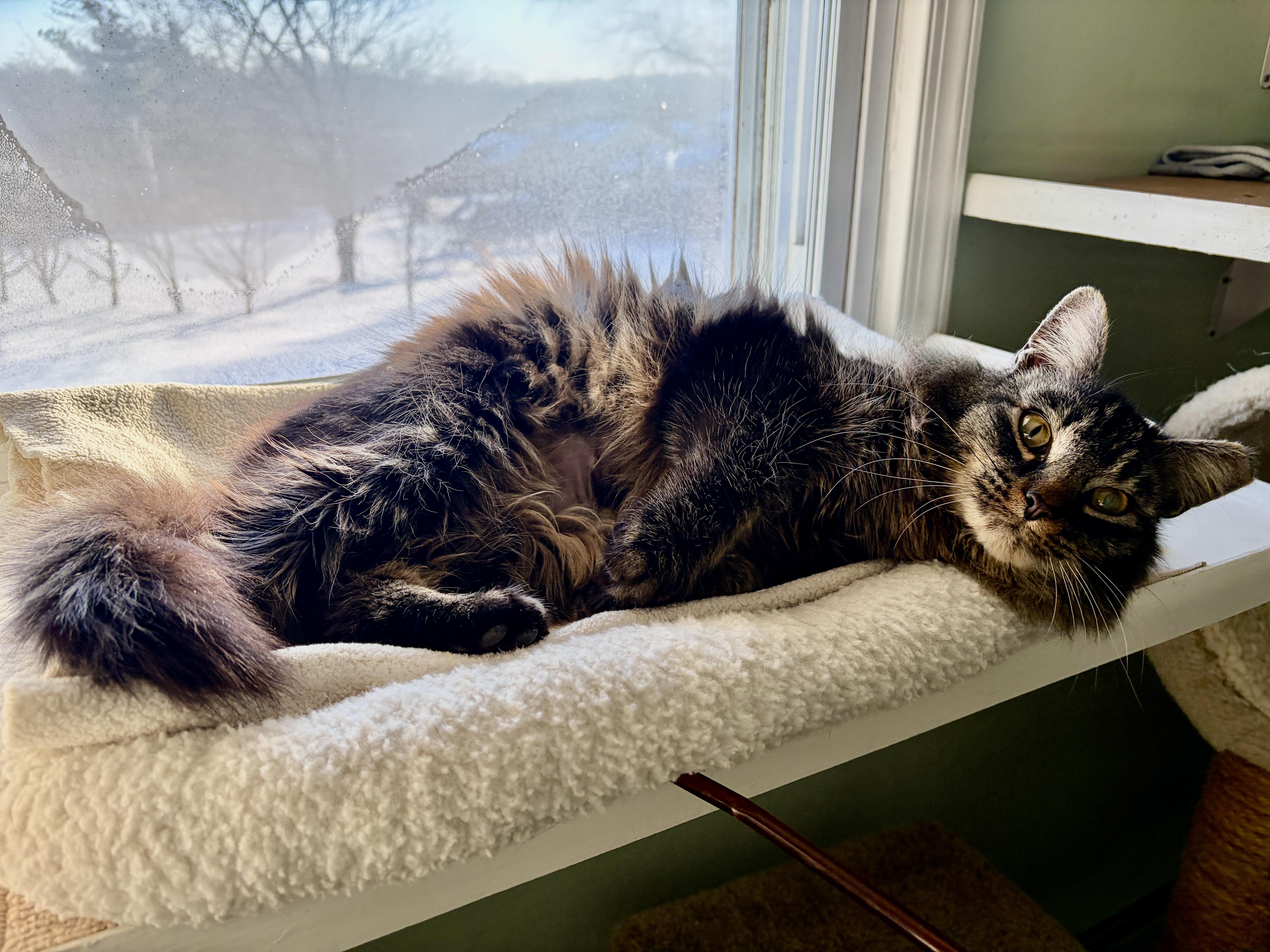 Enlarge BENNY, an adopted mixed breed in Churchville, PA image 2/4