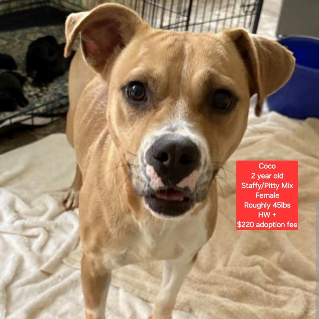 Enlarge Coco, a ADOPTABLE mixed breed in Oviedo, FL image 2/2