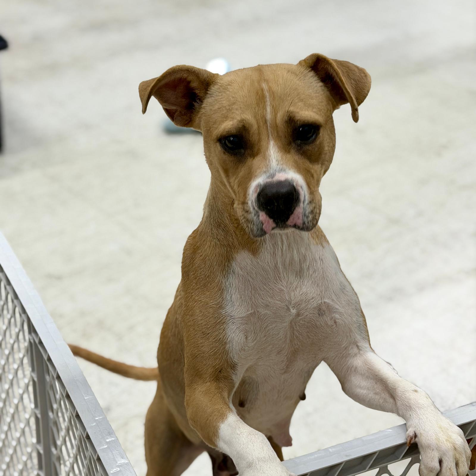 Coco, ADOPTABLE, Adult Female American Staffordshire Terrier & Pit Bull Terrier.