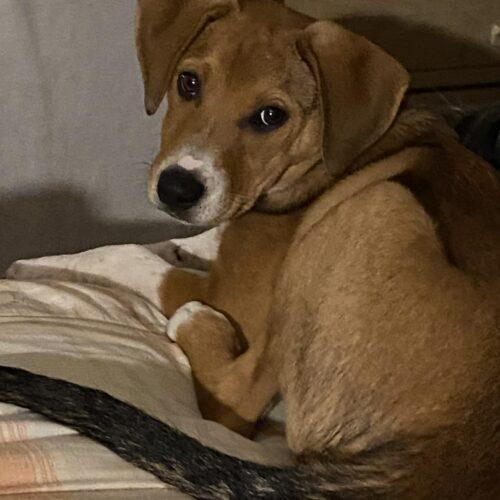 Micah, Adoptable, Puppy Male Beagle & Hound.