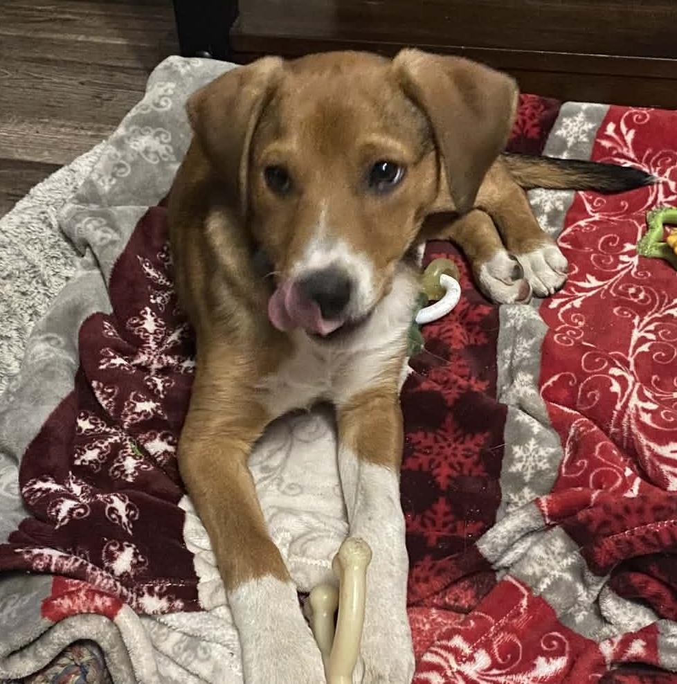 Enlarge Micah, a Adoptable mixed breed in Sanford, NC image 2/5