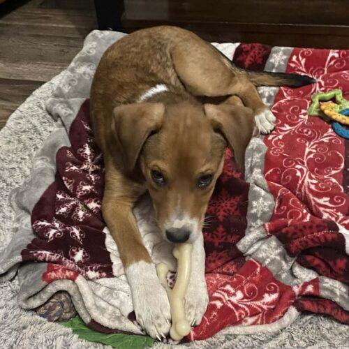 Enlarge Micah, a Adoptable mixed breed in Sanford, NC image 3/5