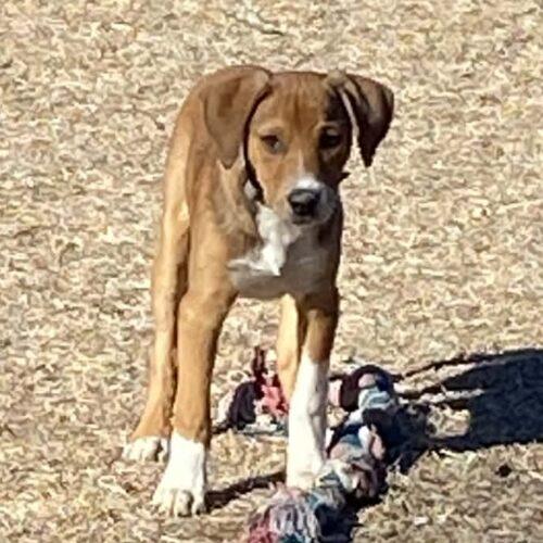 Enlarge Micah, a Adoptable mixed breed in Sanford, NC image 4/5