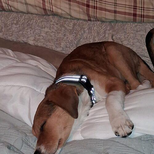 Enlarge Micah, a Adoptable mixed breed in Sanford, NC image 5/5