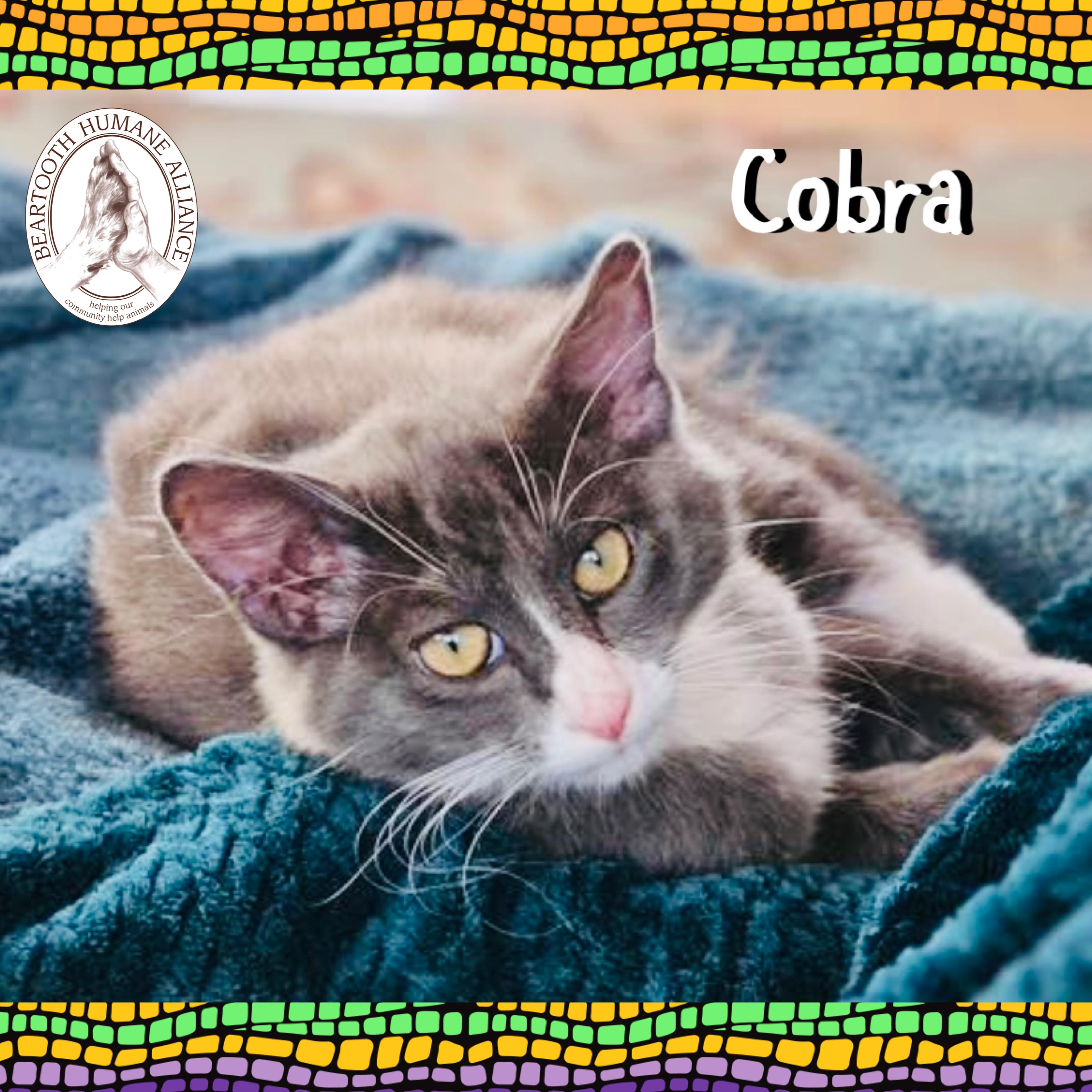 Cobra, Baby Male unknown