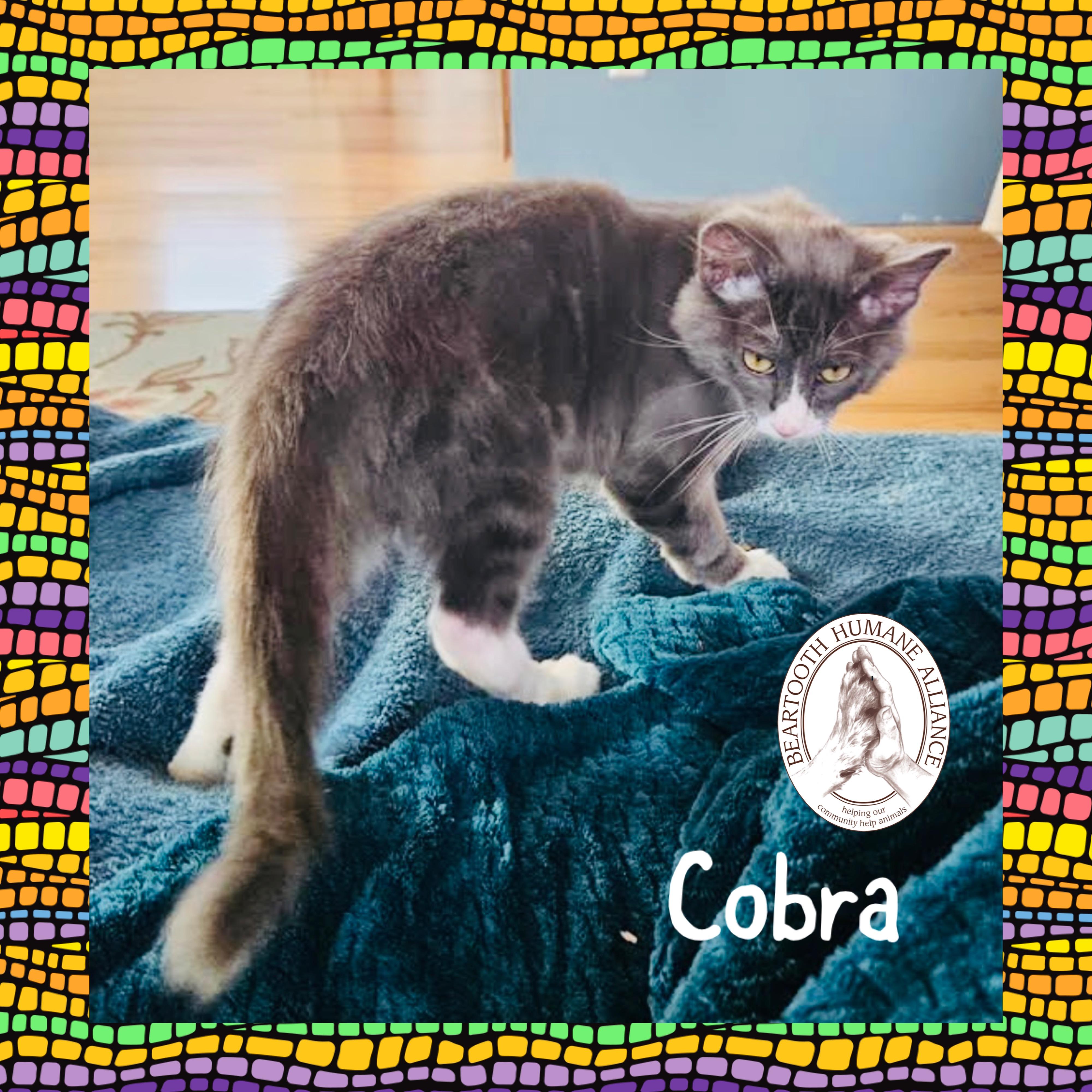 Cobra, an adoptable Domestic Long Hair in Red Lodge, MT, 59068 | Photo Image 2