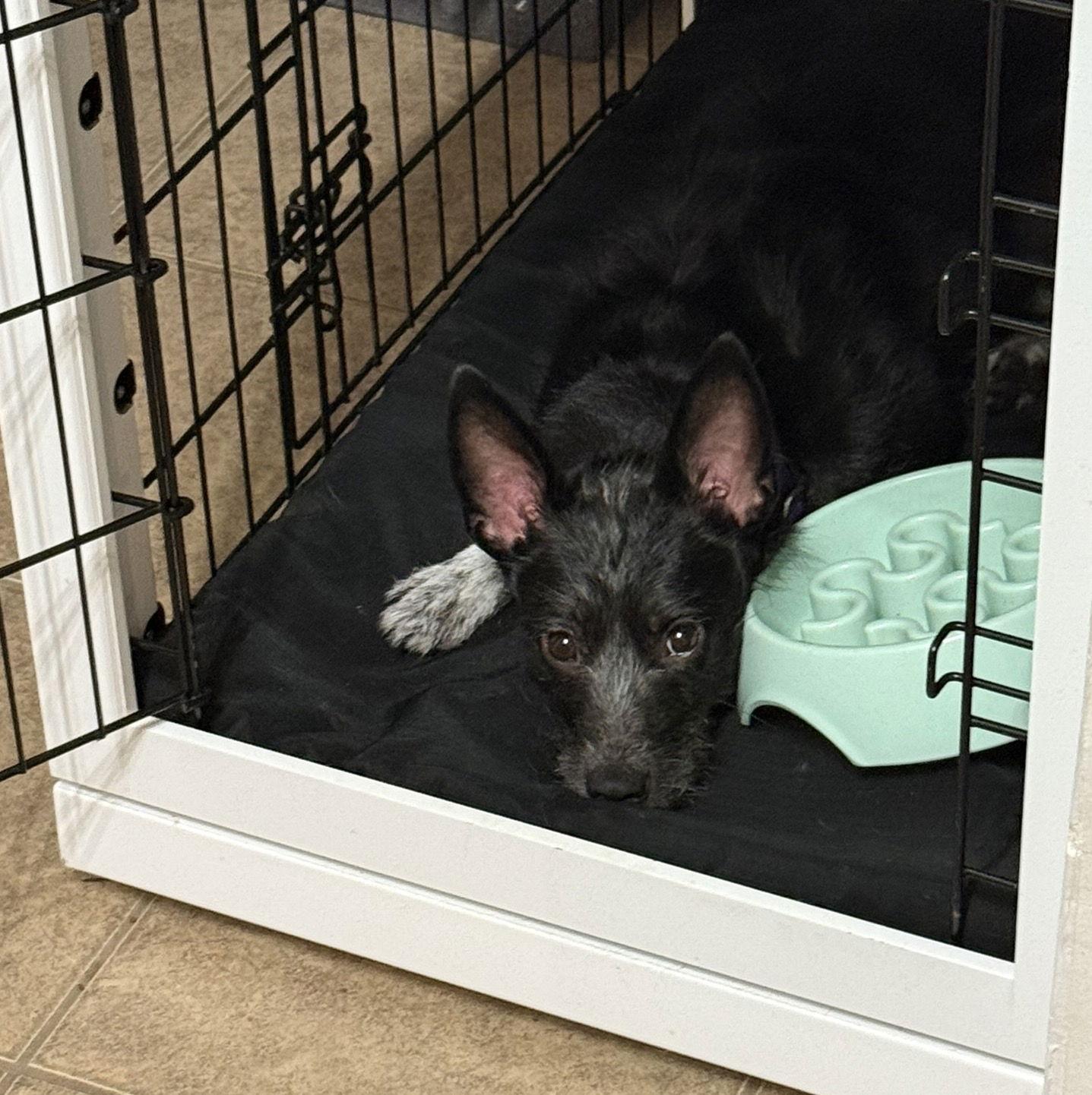 Shadow, Adoptable, Adult Female Terrier.