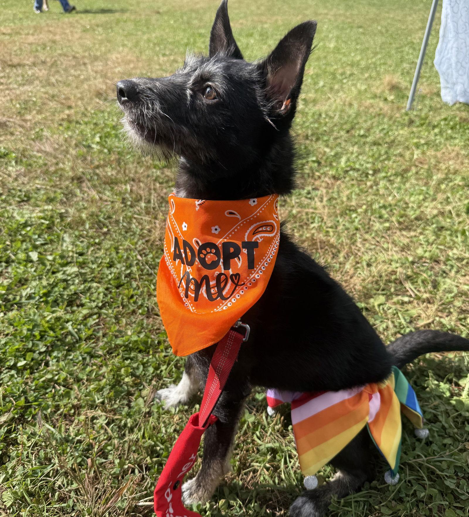 Shadow, Adoptable, Adult Female Terrier.