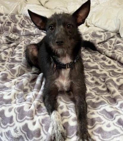 Shadow, a Adoptable Terrier in Brooklyn Center, MN image 2/3