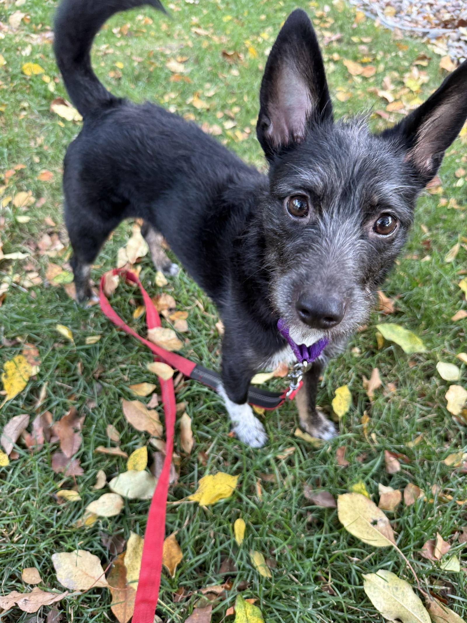 Shadow, a Adoptable Terrier in Brooklyn Center, MN image 3/3