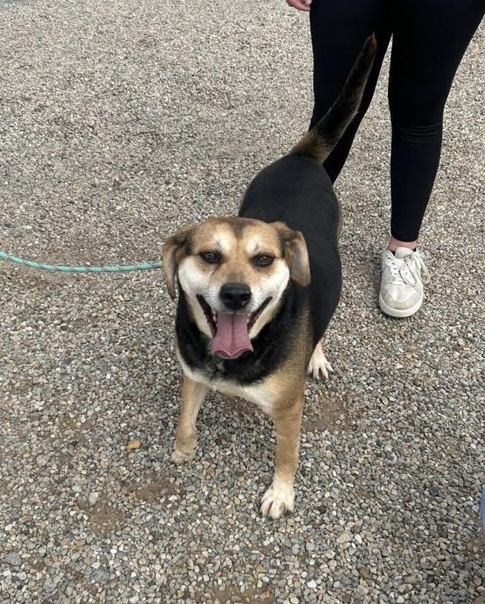 Lilly, a Adoptable Beagle in Paris, TX image 3/5